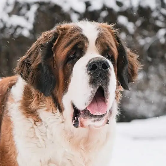 Portrait de Bernard, le Saint-Bernard